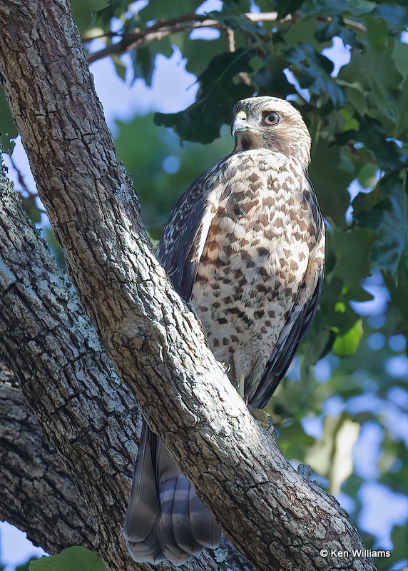 Red-shouldered Hawk juvenile, Ft Gibson Lake, OK, 6-25-20, Jps_57790.jpg