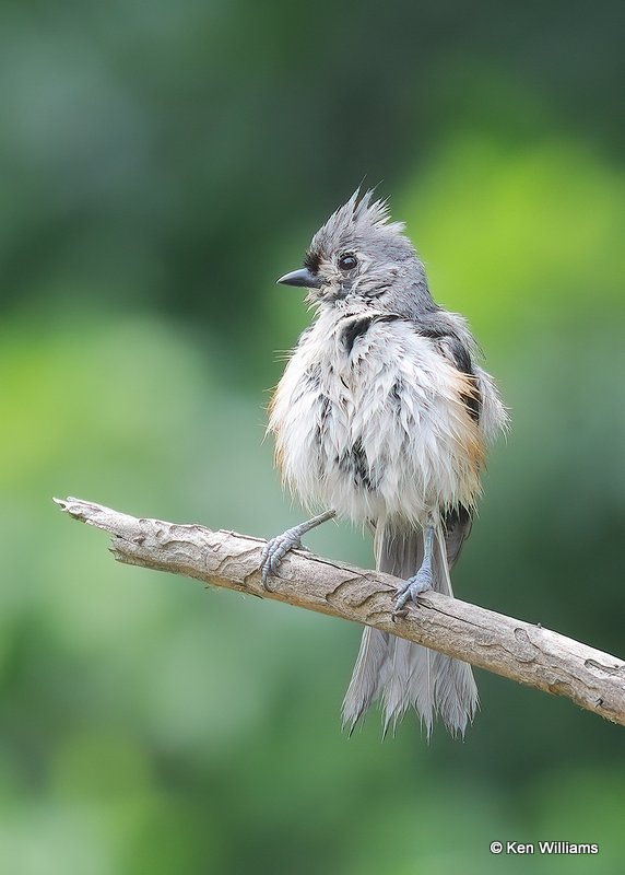 Tufted Titmouse, Rogers Co, OK, 6-21-20, Jps_57640.jpg