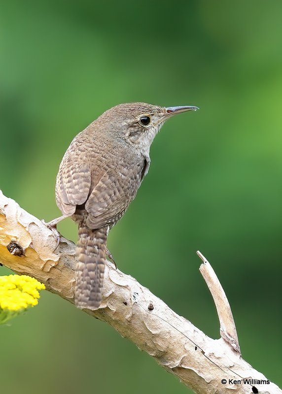 House Wren, Rogers Co yard, OK, 6-27-20, Jps_57943.jpg