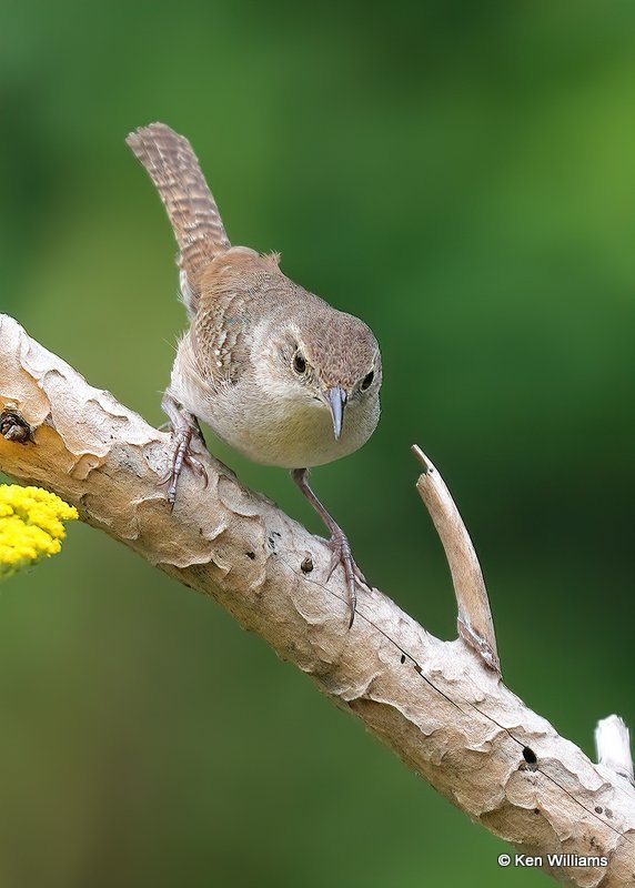 House Wren, Rogers Co yard, OK, 6-27-20, Jps_57972.jpg