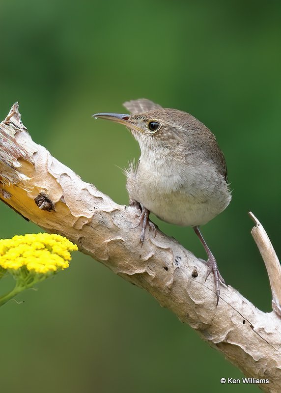 House Wren, Rogers Co yard, OK, 6-27-20, Jps_57975.jpg