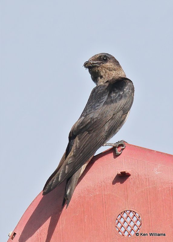 Purple Martin juvenile, Rogers County, OK, 7-21-20, Jps_58454.jpg