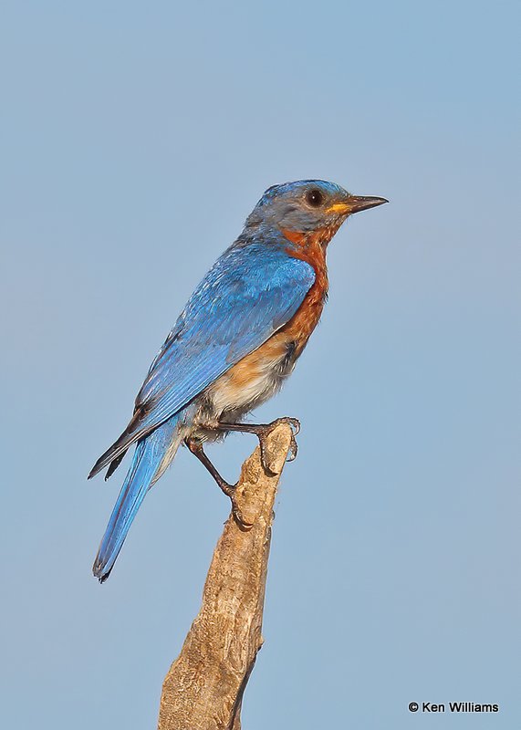 Eastern Bluebird male, Wagoner Co, OK, 7-26-20, Jps_58866.jpg