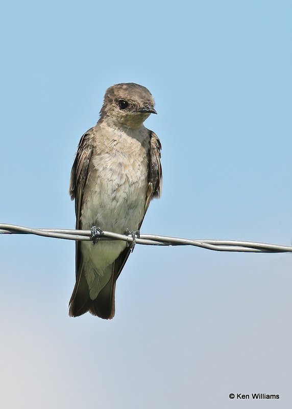 Northern Rough-winged Swallow, Wagoner Co, OK, 7-26-20, Jps_59027.jpg