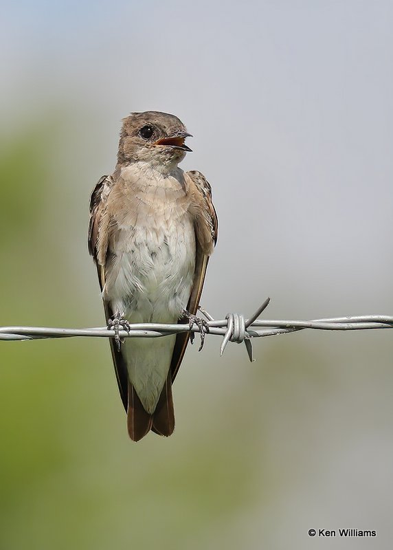 Northern Rough-winged Swallow, Wagoner Co, OK, 7-26-20, Jps_59046.jpg