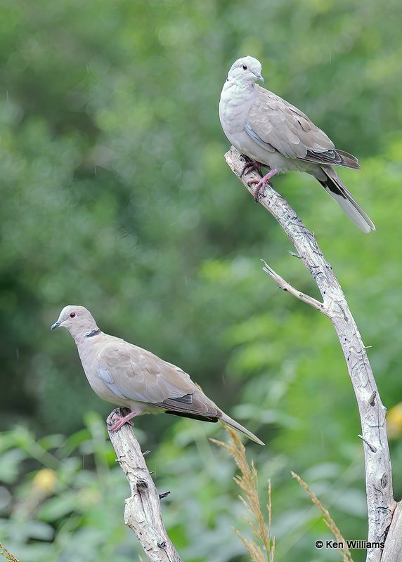 Eurasian Collared-Dove, Rogers Co. yard, OK, 8-7-20, Jps_59421.jpg