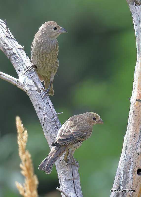 House Finch & Brown-headed Cowbird fledgling, Rogers Co yard, OK, 7-26-20 Jps_59082.jpg