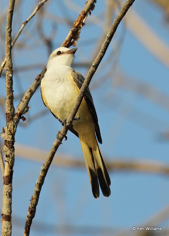 Scissor-tailed Flycatcher, Tulsa Co, OK, 8-12-20, Jps_59593.jpg