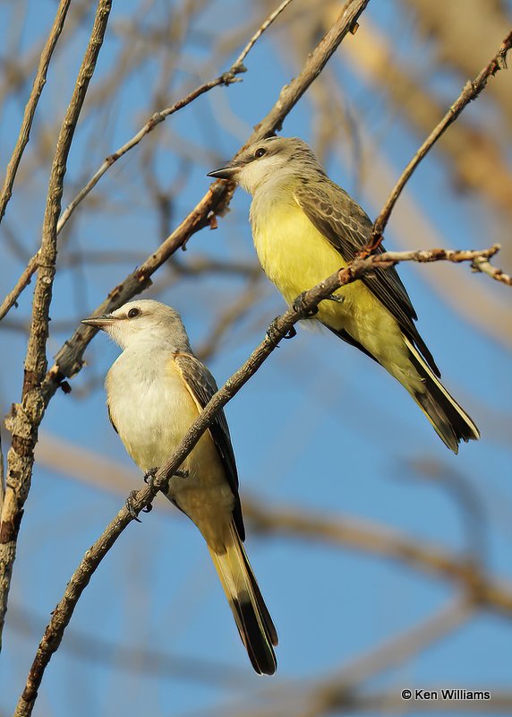 Western Kingbird & Scissor-tailed Flycatcher, Tulsa Co, OK, 8-12-20, Jps_59588.jpg