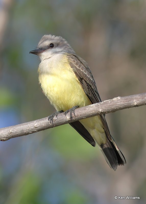 Western Kingbird, Tulsa Co, OK, 8-12-20, Jps_59673.jpg