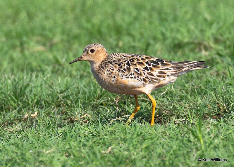 Buff-breasted Sandpiper, Wagoner Co, OK, 8-14-20, Jps_60011.jpg