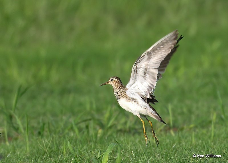 Pectoral Sandpiper, Wagoner Co, OK, 8-14-20, Jps_59905.jpg