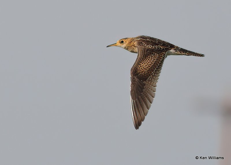 Upland Sandpiper, Wagoner Co, OK, 8-14-20, Jps_59875.jpg