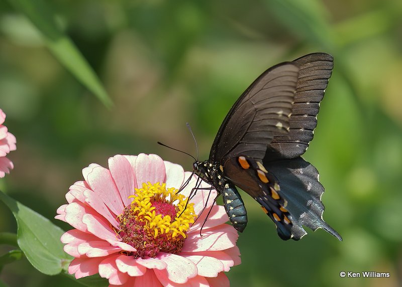 Pipevine Swallowtail, Rogers Co yard, OK, 8-16-20, Jps_60164.jpg