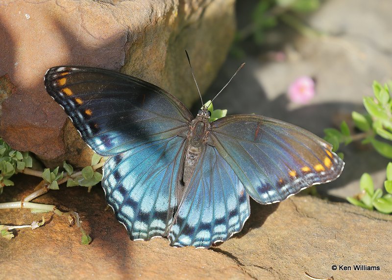 Red-spotted Purple, Rogers Co yard, OK, 8-16-20, Jps_60220.jpg