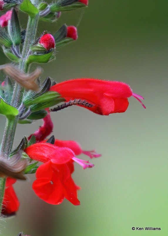 Catapiller on Red Salvia, Rogers Co yard, OK, 8-29-20, Jps_60405.jpg