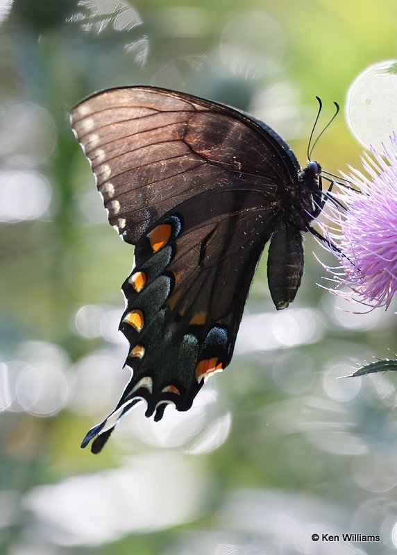 Eastern Tiger Swallowtail dark female, Below Fort Gibson Dam, Cherokee Co. OK, 9-4--20, Jpa_60770.jpg