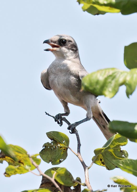 Loggerhead Shrike juvenile, Osage Co, OK, 8-23-20, Jps_60332.jpg