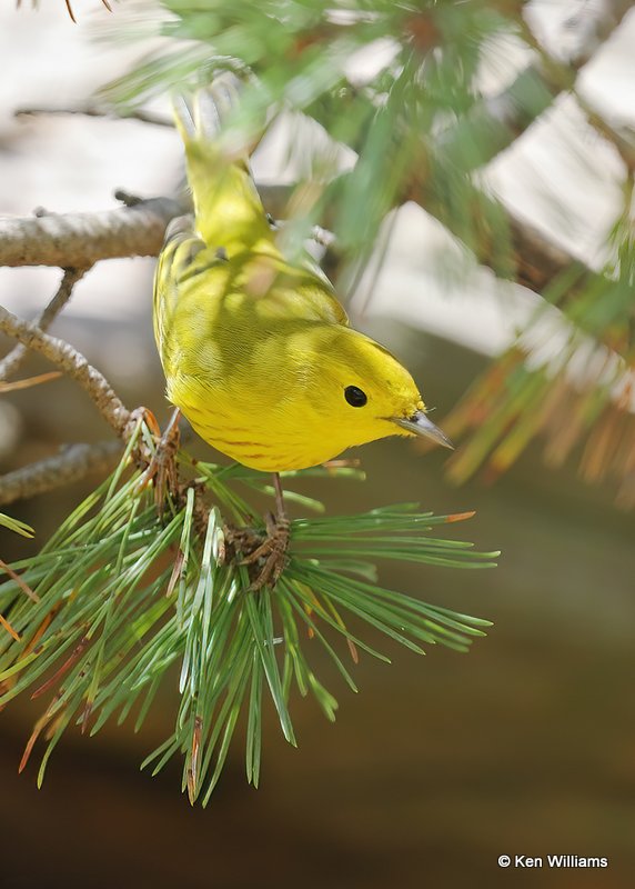 Yellow Warbler nonbreeding male, Rogers Co yard, OK, 9-5-20, Jps_60923.jpg