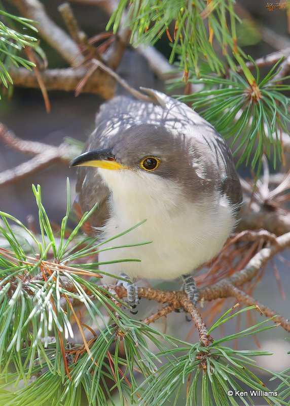 Yellow-billed Cuckoo, Rogers Co yard, OK, 9-15-20, Jps_61351.jpg