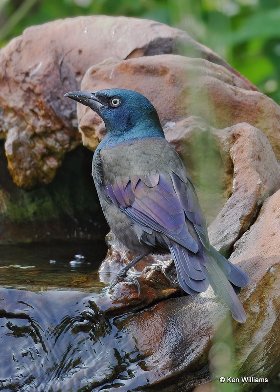 Common Grackle, Rogers Co yard, OK, 9-19-20, Jps_61618.jpg