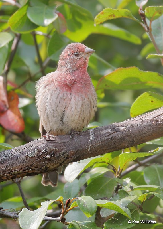 House Finch male, Rogers Co yard, OK, 9-19-20, Jps_61713.jpg