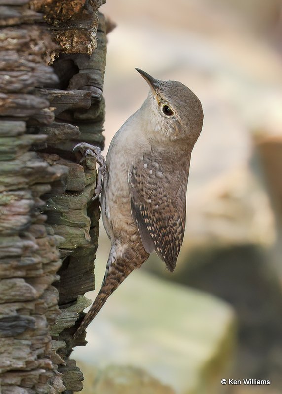 House Wren, Rogers Co yard, OK, 9-19-20, Jps_61707.jpg