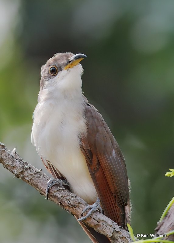 Yellow-billed Cuckoo, Rogers Co yard, OK, 9-19-20, Jps_61738.jpg