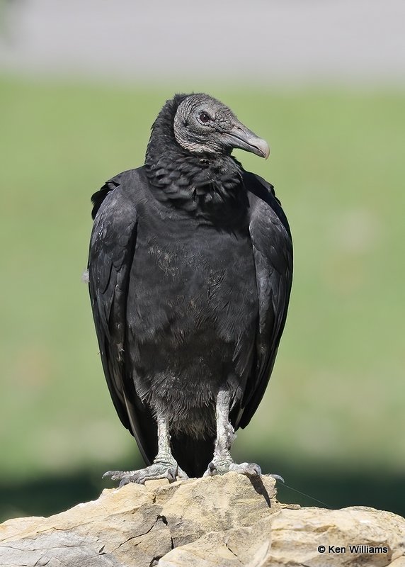 Black Vulture, Oologah Dam, Rogers Co, OK, 9-29-20, Jps_61992.jpg