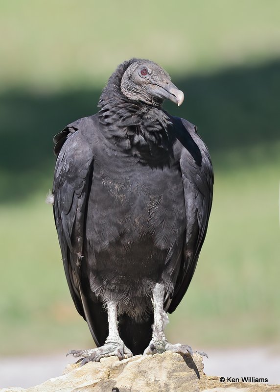 Black Vulture, Oologah Dam, Rogers Co, OK, 9-29-20, Jps_62021.jpg
