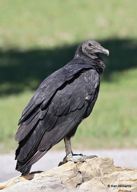 Black Vulture, Oologah Dam, Rogers Co, OK, 9-29-20, Jps_62041.jpg