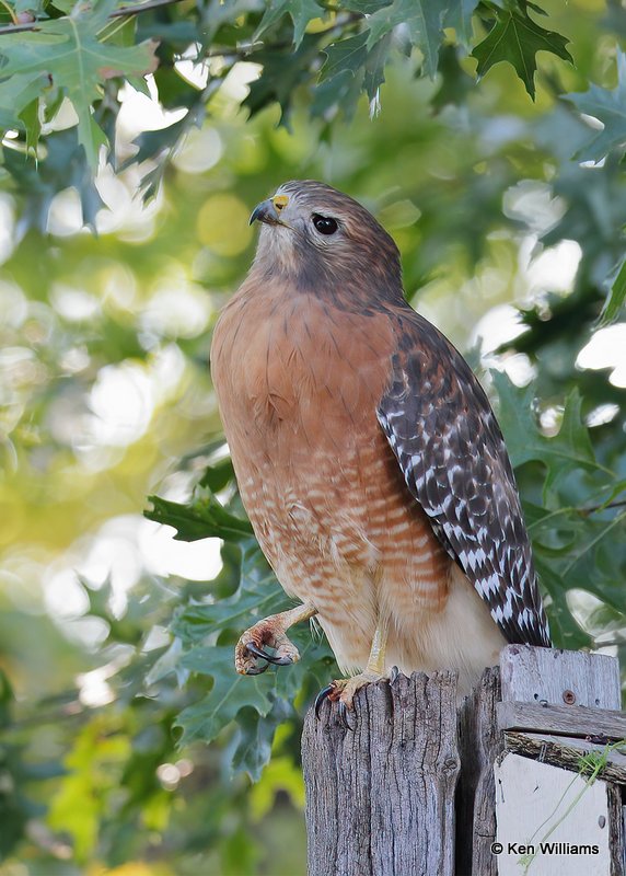 Red-shouldered Hawk, Rogers Co yard, OK, 10-12-20, Jps_63009.jpg