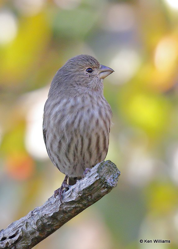 House Finch female, Rogers Co yard, OK, 11-1-20, Jps_63483.jpg