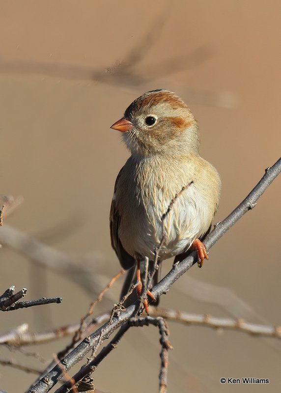 Field Sparrow, Sooner Lake, Ok, 12-7-20, Jpa_66274.jpg