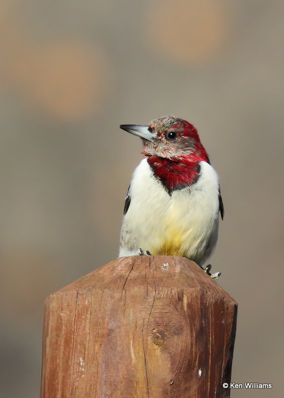 Red-headed Woodpecker transitional to 2nd year, below Pensacola Dam, OK, 12-4-20, Jps_65838.jpg