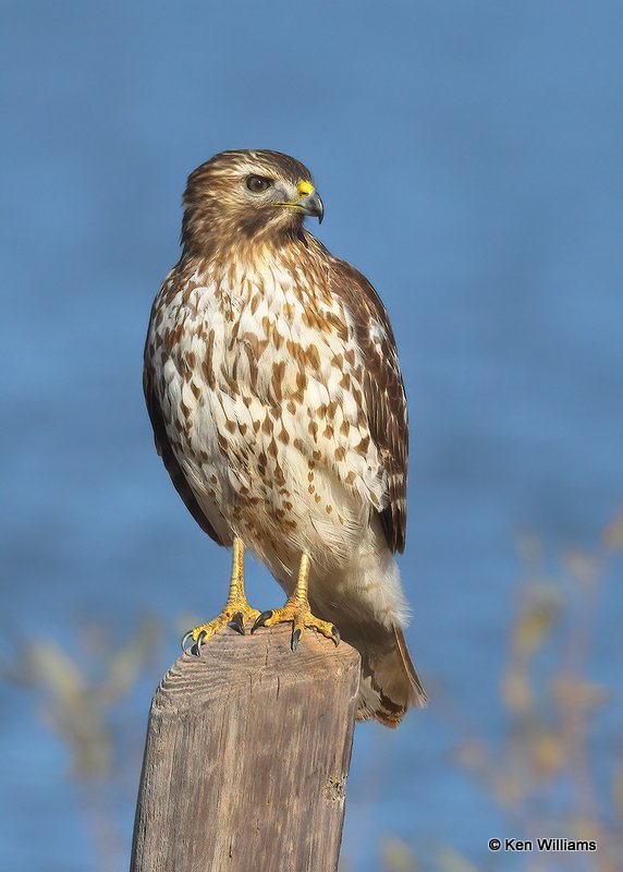 Red-shouldered Hawk juvenile, Hefner Lake, OK, 11-30-20, Jpa_65189.jpg