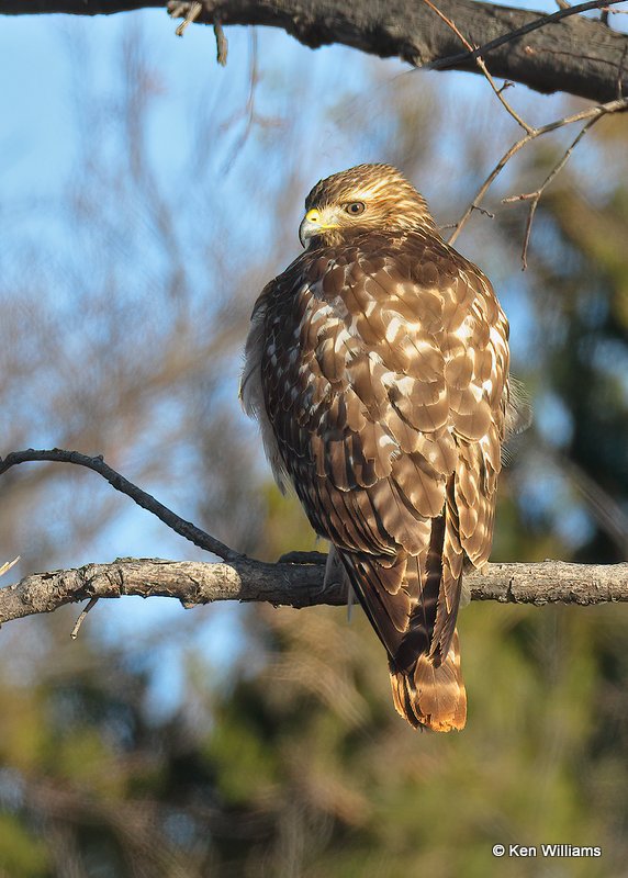 Red-shouldered Hawk juvenile, Hefner Lake, OK, 11-30-20, Jps_64873.jpg