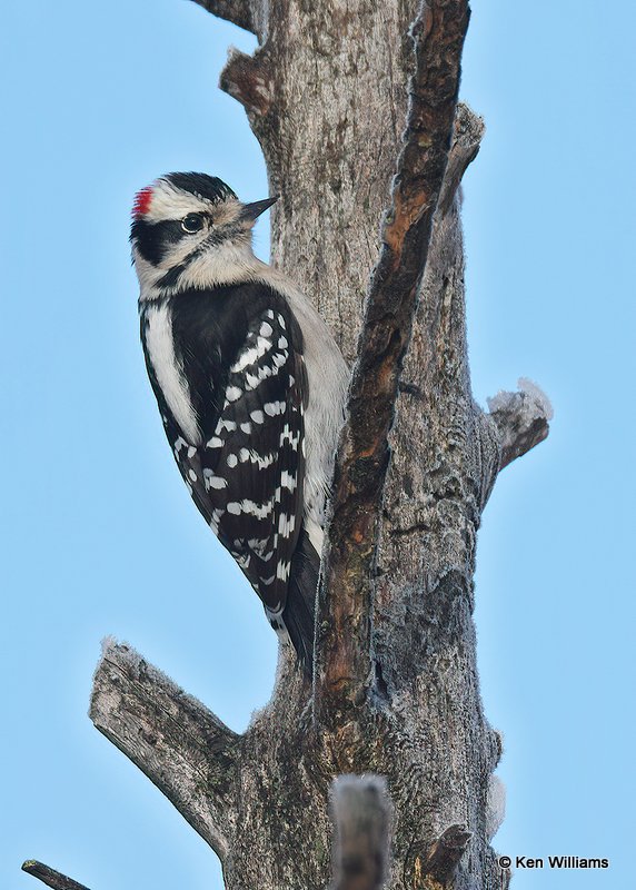 Downy Woodpecker male, Rogers Co, OK, 12-14-20, Jpa_66899.jpg