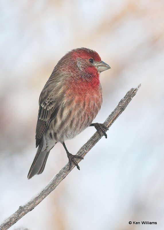 House Finch male, Rogers Co, OK, 12-14-20, Jpa_66842.jpg