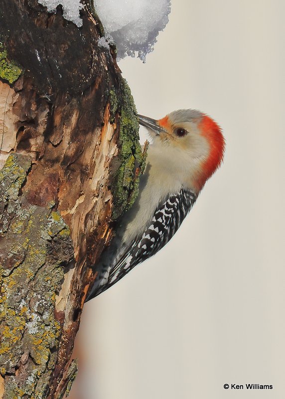 Red-bellied Woodpecker female, Rogers Co, OK, 12-14-20, Jps_66887.jpg