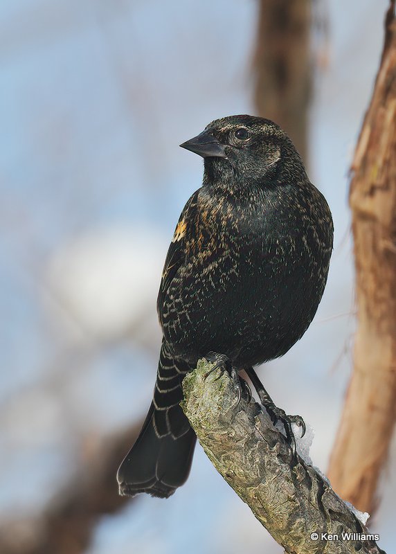 Red-winged Blackbird nonbreeding, Rogers Co, OK, 12-14-20, Jpa_67325.jpg