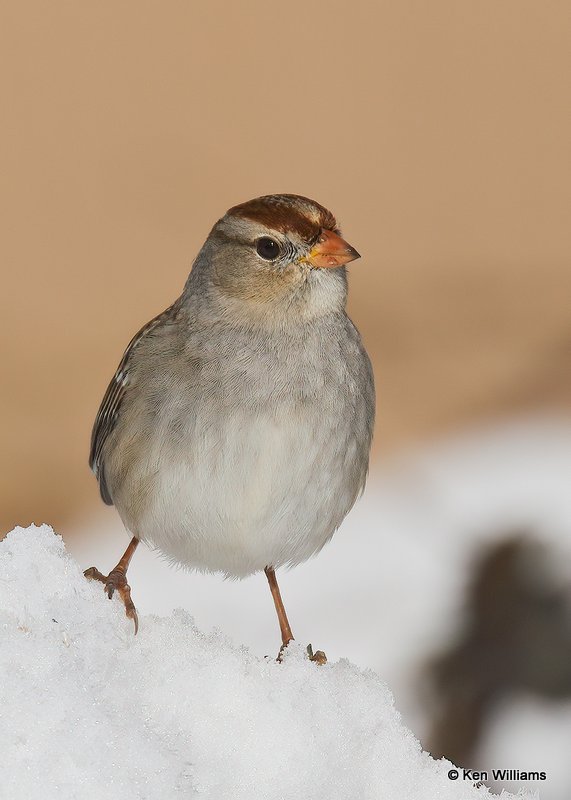 White-crowned Sparrow 1st winter, Rogers Co, OK, 12-14-20, Jpa_67060.jpg