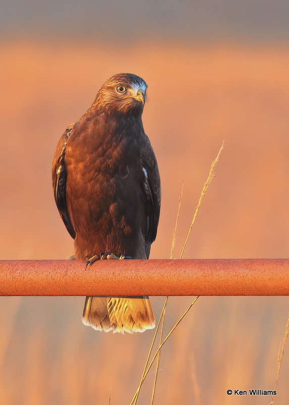 Rough-legged Hawk dark morph, Tall Grass Prairie, Osage Co, OK, 12-21-20, Jps_67467.jpg