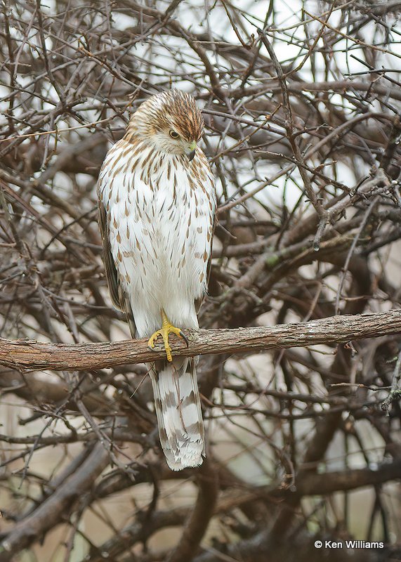 Cooper's Hawk juvenile, Rogers Co. yard, OK, 1-6-21, Jpa_68128.jpg