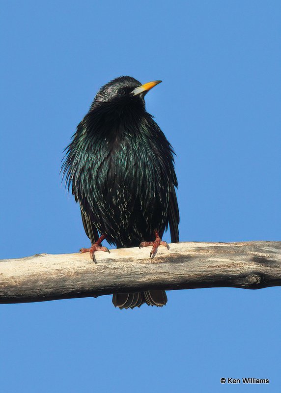 European Starling, Oklahoma Co, OK, 1-11-21, Jpa_68621.jpg