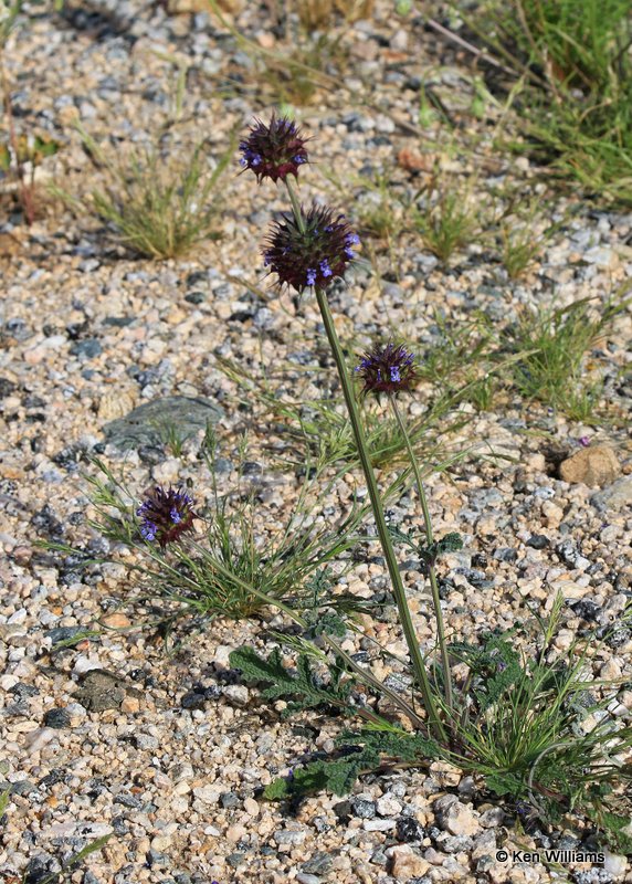 Chia, Salvia columbariae, Joshua Tree National Park, 3-20-17, Ja_33269.jpg