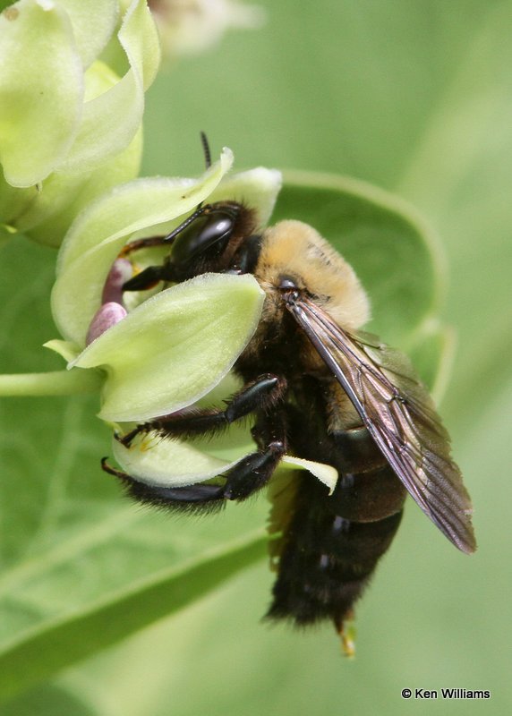 Common Eastern Bumble Bee - Bombus impatiens, Nowata Co, OK, 5-5-12, Ja_0328.jpg