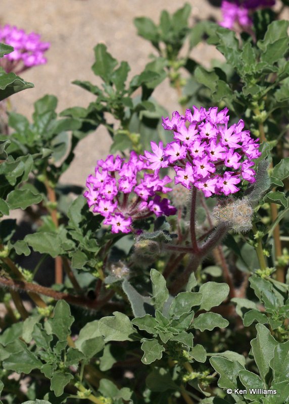 Desert Sand Verbena, Abronia villosa, Anza Borrego Desert State Park, CA, 3-20-17, Ja_33410.jpg