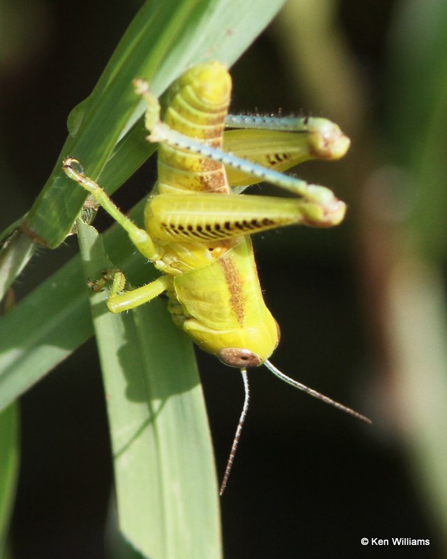 Differential grasshopper, Melanoplus differentialis, Chickasaw NP, Murray Co, OK, 7-17-13, Ja_016297.jpg