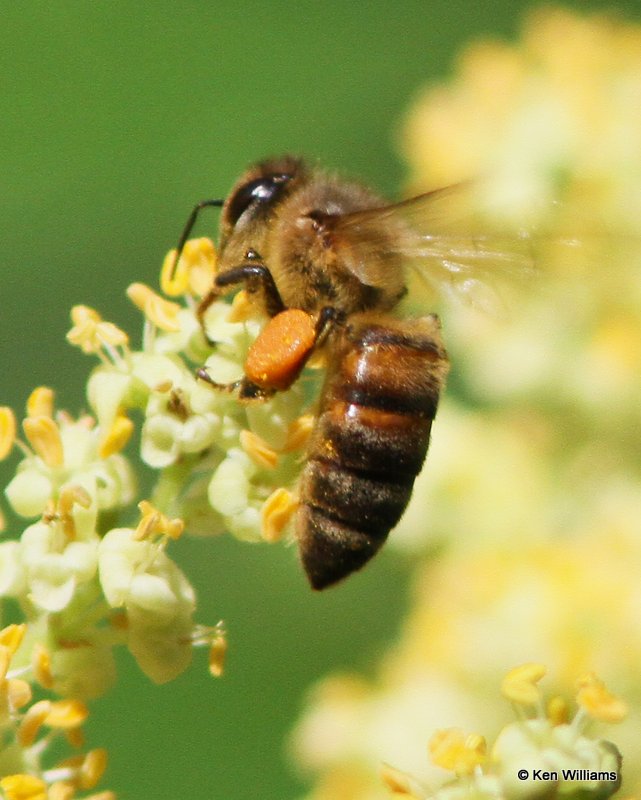 Honey Bee, LeFlore Co, OK, 6-27-13, Ja._014655.jpg